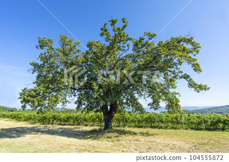 Big tree Big tree 104555872