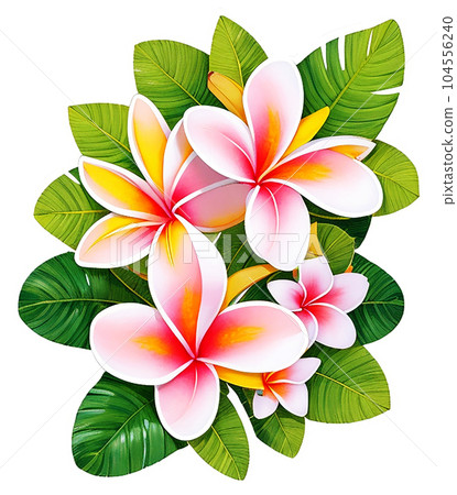 Pale pink frangipani flowers clipart Pale pink frangipani flowers clipart 104556240
