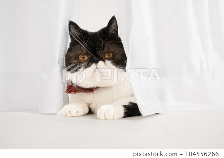 Kyu-chan with exotic short hair sticking out from under the curtain Kyu-chan with exotic short hair sticking out from under the curtain 104556266