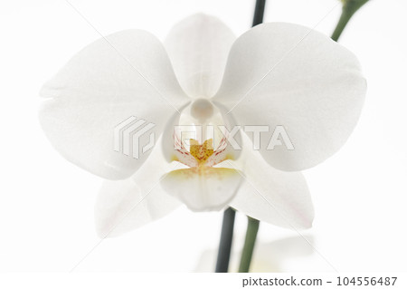 Beautiful white orchid on a white background. Beautiful white orchid on a white background. 104556487