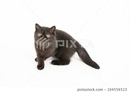 Cron-chan, a black kitten who turned around Cron-chan, a black kitten who turned around 104556523