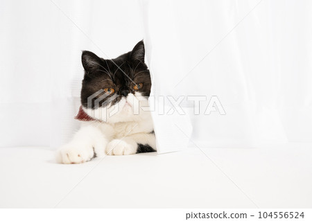 Kyu-chan with exotic short hair sticking out from under the curtain Kyu-chan with exotic short hair sticking out from under the curtain 104556524
