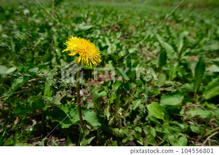 A single dandelion that blooms in early summer 104556801