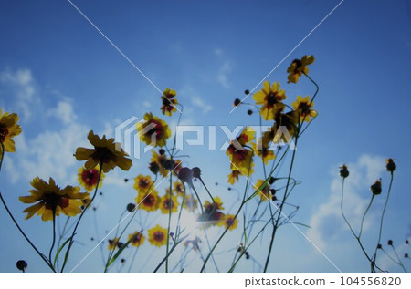 coreopsis and summer sunlight 104556820