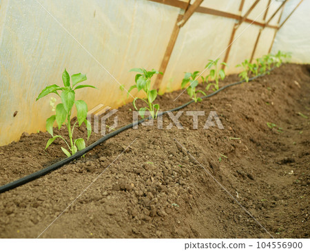Pepper greenhouse seedling foil young planting bio green capsicum annuum jalapeno farm ripe grow fresh plant plantation chile detail close-up field land with bell sweet vegetable cultivars 104556900