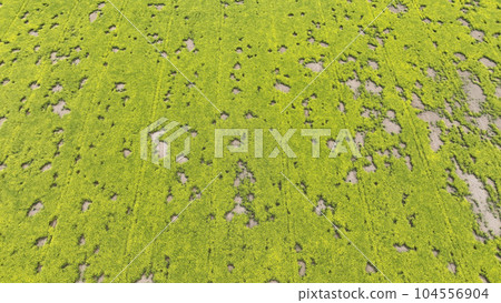 Field attacked vole common Microtus arvalis oilseed disaster extremely rape Brassica napus drone aerial plant infested short-tailed pest agrestis grey-brown overpopulation yield damage Europe Field attacked vole common Microtus arvalis oilseed disaster extremely rape Brassica napus drone aerial plant infested short-tailed pest agrestis grey-brown overpopulation yield damage Europe 104556904