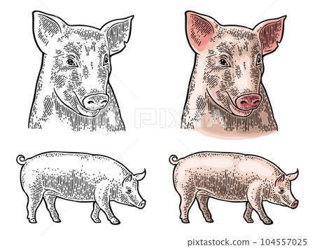 Pig head and figure isolated on white background. 104557025