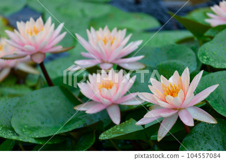 睡蓮在雨天 104557084