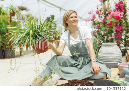 Woman working at home greenhouse garden,young flower plants in plantain. Woman hands start a home plant. Transplanting into a new flower pot, the florist in work 104557112
