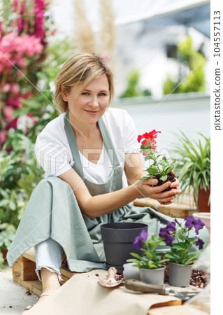 Unrecognizable woman hands holding seedling red flower begonya . Newly planted florets in the garden. Gardener in apron planting flowers 104557113