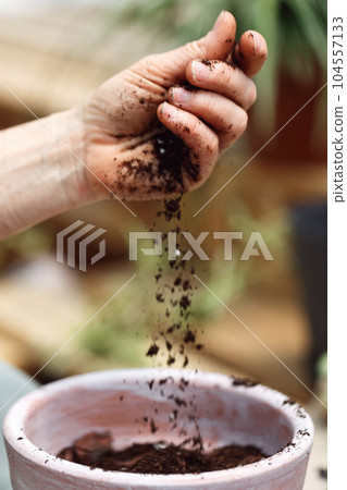 Transplanting a home pot. Close-up of female hands pouring soil into a pot. Front view, selective focus Transplanting a home pot. Close-up of female hands pouring soil into a pot. Front view, selective focus 104557133
