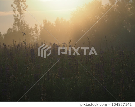 Lupine flowers in summer field at sunset. Purple flowers in summer meadow. Lupine flowers in summer field at sunset. Purple flowers in summer meadow. 104557141