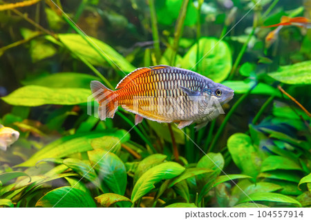 Boeseman's rainbowfish, Melanotaenia boesemani swimming in aquarium water wtih green algae Boeseman's rainbowfish, Melanotaenia boesemani swimming in aquarium water wtih green algae 104557914