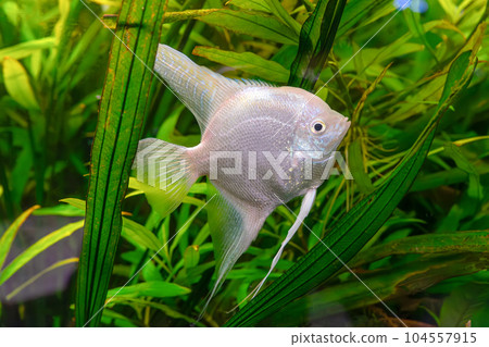 Tropical fish Pterophyllum scalare altum, angelfish swimming in aquarium with green seaweed. Tropical fish Pterophyllum scalare altum, angelfish swimming in aquarium with green seaweed. 104557915