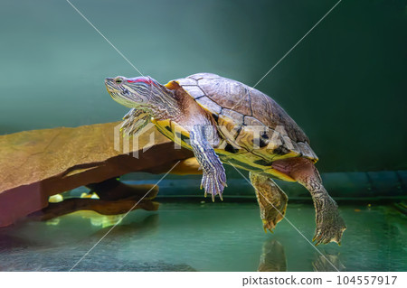 Domestic red eared turtle, Trachemys scripta, pond slider swims in aquarium water 104557917