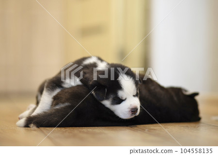 Black and white husky puppies resting on the floor in a house or apartment Black and white husky puppies resting on the floor in a house or apartment 104558135