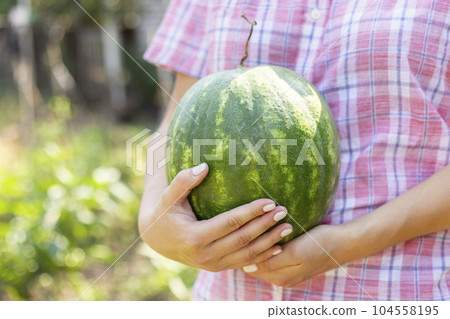 Woman farmer with ripe watermelon berry in her hands, on the field. 104558195