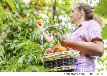 Woman farmer picks ripe peaches from tree into basket in the garden 104558199
