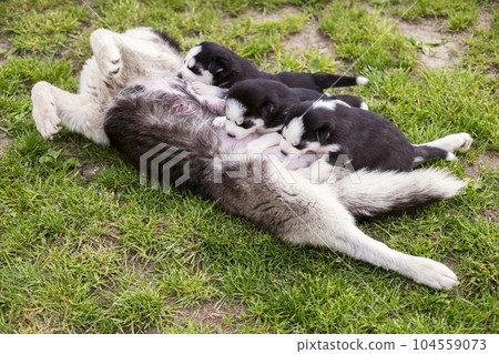 Small puppies sucking mothers nipples lying on the green grass. 104559073