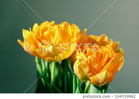 Large buds of blossoming yellow tulips 104559962