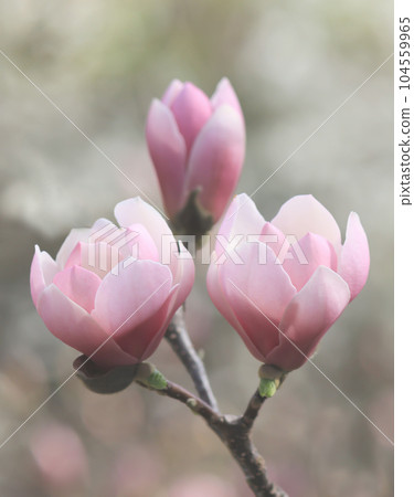 Pink magnolia in spring park. Pink magnolia in spring park. 104559965