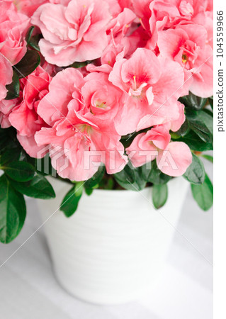 Lush flowers of gentle azalea. Buds of a pink shade. Lush flowers of gentle azalea. Buds of a pink shade. 104559966