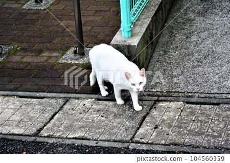 Wild cats in a residential area Wild cats in a residential area 104560359
