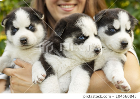 Woman holding three wonderful purebred husky puppies in her hands Woman holding three wonderful purebred husky puppies in her hands 104560845