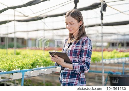 Female Farmer harvesting vegetable and audit quality from hydroponics farm. Organic fresh vegetable, Farmer working with hydroponic vegetables garden harvesting, small business concepts Female Farmer harvesting vegetable and audit quality from hydroponics farm. Organic fresh vegetable, Farmer working with hydroponic vegetables garden harvesting, small business concepts 104561280