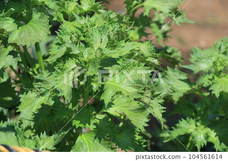 Perilla leaf Perilla leaf 104561614