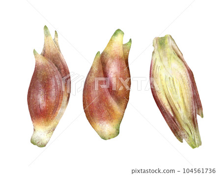 Illustration of realistic Japanese ginger Illustration of realistic Japanese ginger 104561736