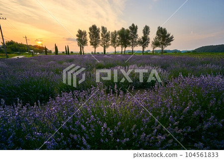 Lavender fields in full bloom and rows of poplar trees Sakura Lavender Land Lavender fields in full bloom and rows of poplar trees Sakura Lavender Land 104561833