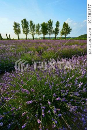 Lavender fields in full bloom and rows of poplar trees Sakura Lavender Land Lavender fields in full bloom and rows of poplar trees Sakura Lavender Land 104561877