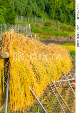 [Rice material] Terraced rice fields in Nakano, rice that has been scavenged [Yamanashi Prefecture] 104562667