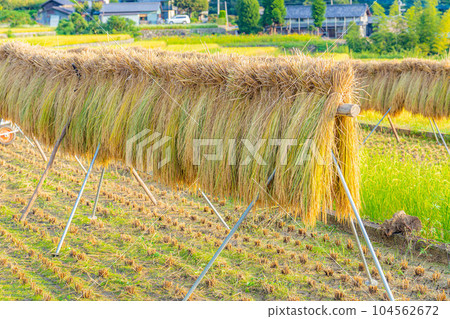[大米素材]中野的梯田，撿來的大米[山梨縣] 104562672