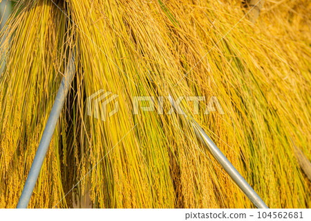 [Rice material] Terraced rice fields in Nakano, rice that has been scavenged [Yamanashi Prefecture] 104562681