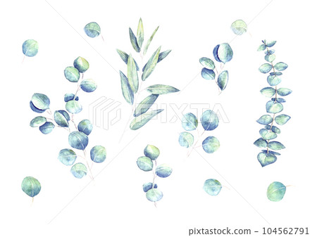 Eucalyptus leaves and branches blue green set isolated on white background Eucalyptus leaves and branches blue green set isolated on white background 104562791