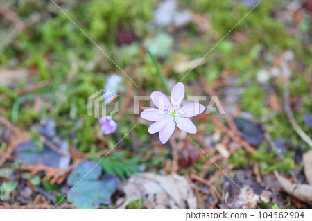 Cute hymenoptera flowers Cute hymenoptera flowers 104562904