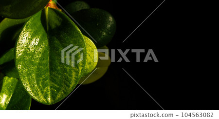 A botanical banner with beautiful foliage and an endless black background. 104563082