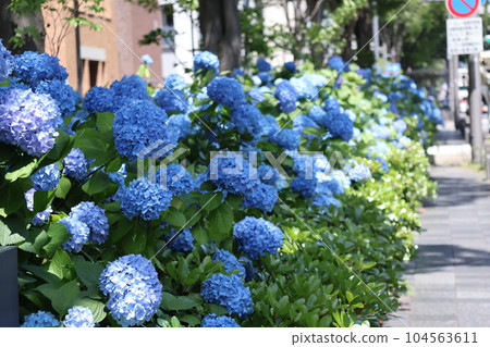 Cityscape with a road leading to a hedge of blue hydrangeas in full bloom Cityscape with a road leading to a hedge of blue hydrangeas in full bloom 104563611