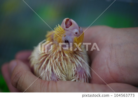 Young bird 104563773