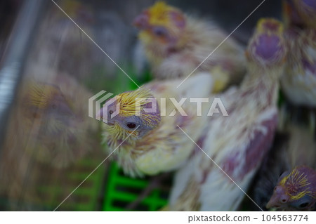 幼鳥 幼鳥 104563774