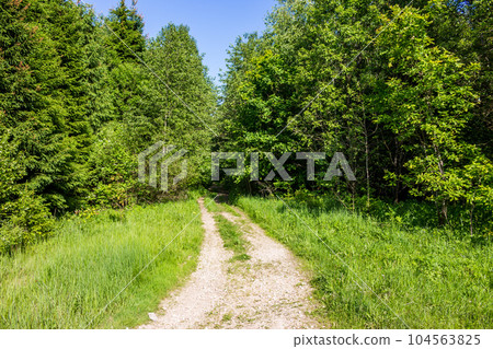 Country road leading into a green forest Country road leading into a green forest 104563825