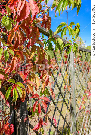 Virginia creeper or "Parthenocissus quinquefolia" leaves in the maze Virginia creeper or "Parthenocissus quinquefolia" leaves in the maze 104563865