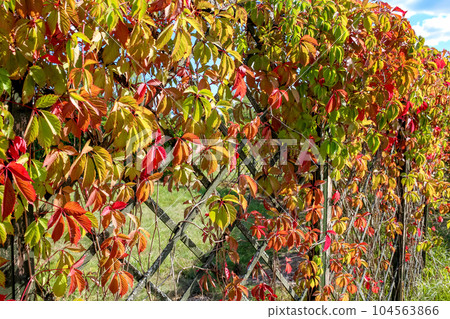 Virginia creeper or "Parthenocissus quinquefolia" leaves in the maze Virginia creeper or "Parthenocissus quinquefolia" leaves in the maze 104563866