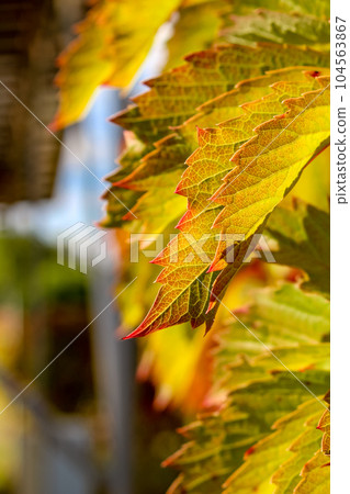 Virginia creeper or "Parthenocissus quinquefolia" leaves Virginia creeper or "Parthenocissus quinquefolia" leaves 104563867