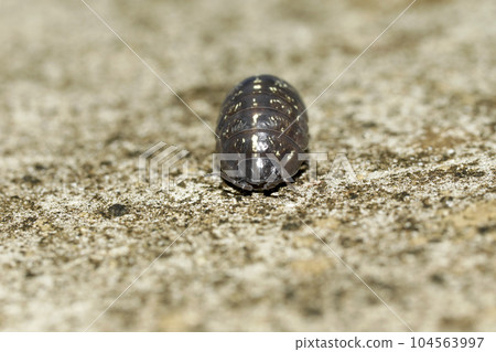 Okandan甲蟲 104563997