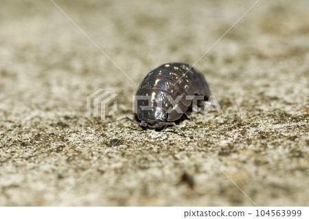 Okandan甲蟲 104563999