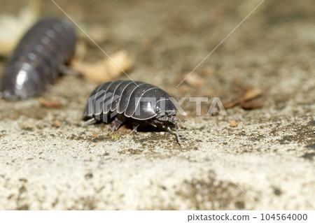 Okandan beetle 104564000