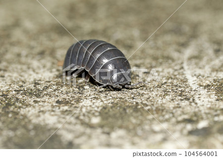 Okandan beetle 104564001